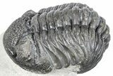 Curled Pedinopariops Trilobite - Mrakib, Morocco #287714-1